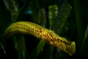 Somebody was hiding in the seagrass. Anyway... I found hi... by Roland Bach 